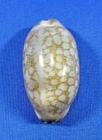 Mauritia scurra indica